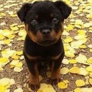 Meet your Posher, Marilyn